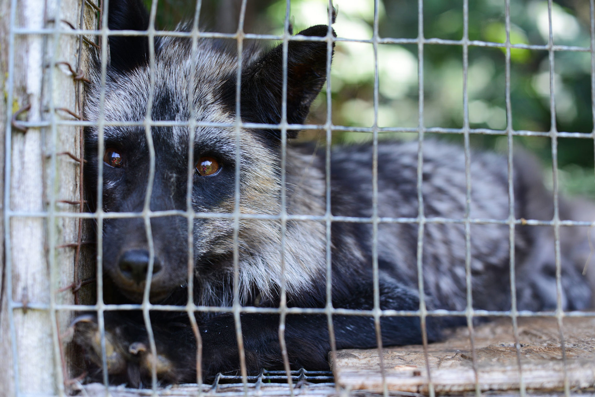 Fox in cage